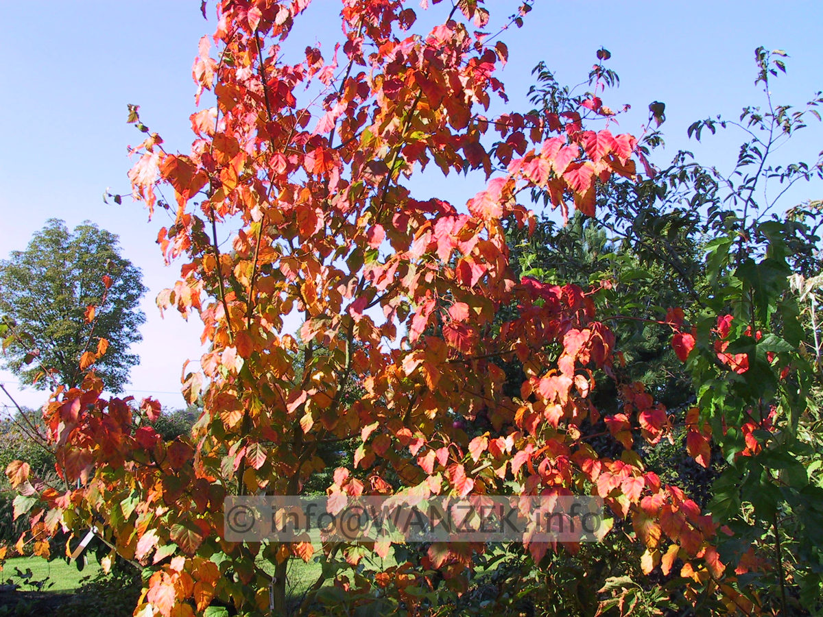 Acer rufinerve - Herbst.JPG